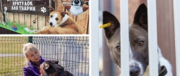 Вінницький муніципальний притулок для тварин – щоденна турбота, що рятує життя