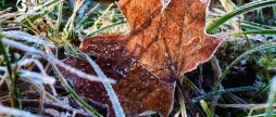 Вночі заморозки на ґрунті, а вдень до +20° синоптики дали прогноз для Вінниччини