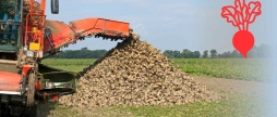 Врожайність цукрових буряків на Вінниччині впала на 12%