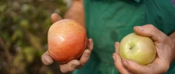 Врожайність яблук на Вінниччині цьогоріч впала на половину від торішніх показників