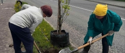 Вздовж Сабарівського шосе у Вінниці висадили 130 болотяних дубів