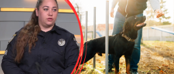 Як стати професійним кінологом і наскільки це небезпечна професія