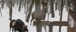 Як вінницькі лісівники підгодовують взимку оленів, козуль, муфлонів