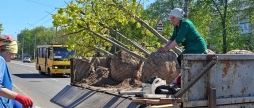 Зелений щит від спеки на вулицях Вінниці з’явилися сотні нових дерев