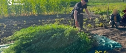 Житель Гайсинського району вирощував наркорослини — поліція вилучила посів