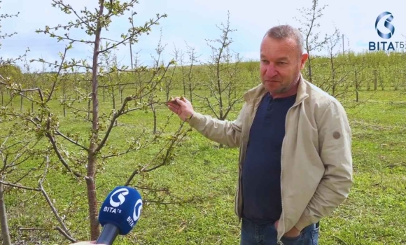 «Фруктовий апокаліпсис» чи тимчасові труднощі Чому ціни на черешню та абрикоси у Вінниці злетять до небес