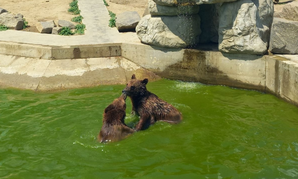 У Вінниці зоопарк відкрив на десять днів свої двері для дітей безкоштовно