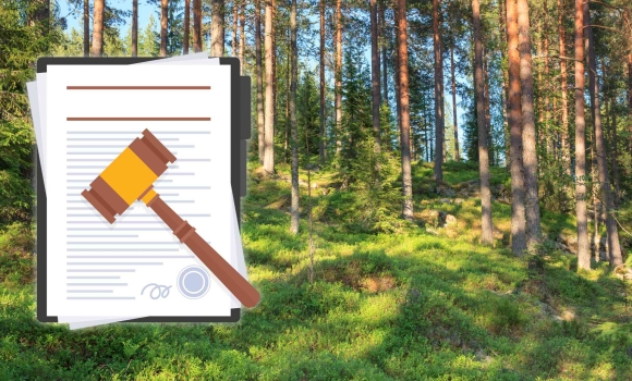 «Віноблагролісу» за рішенням суду повернули 43 гектари лісових насаджень 