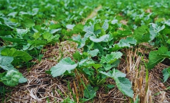 «Золото» на полях Вінниччини як зима без снігу вплинула на майбутній врожай ріпак