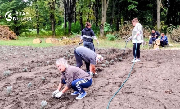 1220 кущів на 10 сотках у Калинівській громаді висадили нове лавандове поле 1220 кущів на 10 сотках у Калинівській громаді висадили нове лавандове поле