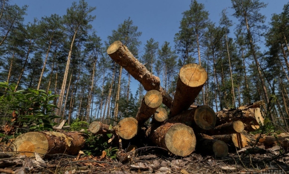 Майстрів лісу підозрюють у незаконній вирубці дерев на Вінниччині 