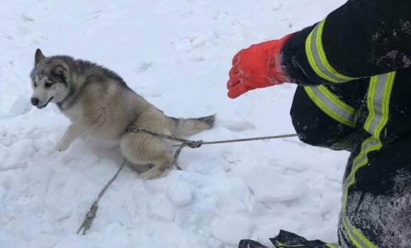 У Вінниці розшукують власника хаскі, якого рятувальники дістали з колодязя