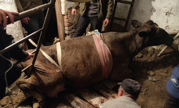 В Гущинцях корова потрапила у "пастку" - кликали рятувальників