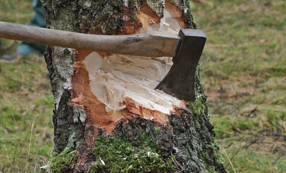 За знищені дерева троє жителів Оратівщини сплатять 100 тис. грн