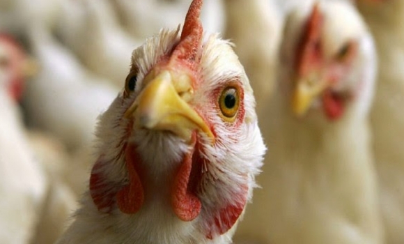 Спалах пташиного грипу може вплинути на експорт вінницької курятини 