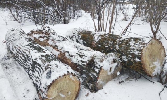 У Липовецькому районі безпідставно вирізали пів сотні дерев