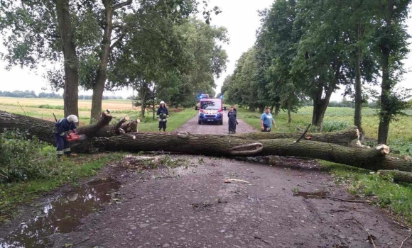 Негода на Вінниччині: рятувальники за ніч прибрали з доріг десятки повалених дерев