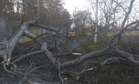 На Вінниччині рятувальники прибрали повалені вітром дерева з автошляхів.