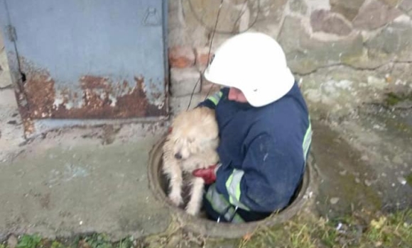 В Хмільнику бійці ДСНС з технічного колодязя врятували песика