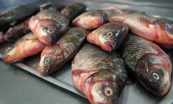 На Вінниччині за місяць рибному господарству завдали збитків майже на мільйон гривень