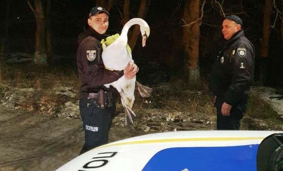 На Вінниччині врятували знесиленого лебедя, якого знайшли на трасі