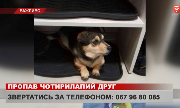 тварини — Photo 2