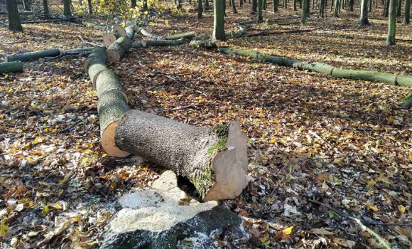 Екологи вимагають у вінницьких лісівників відшкодувати незаконні порубки 