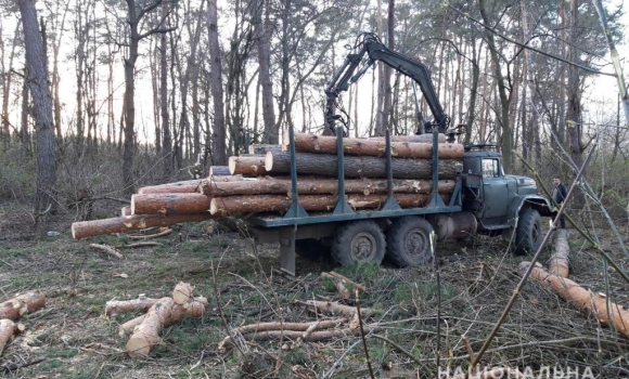 На Вінниччині "чорні лісоруби" привласнили деревини на суму майже 1,5 млн грн