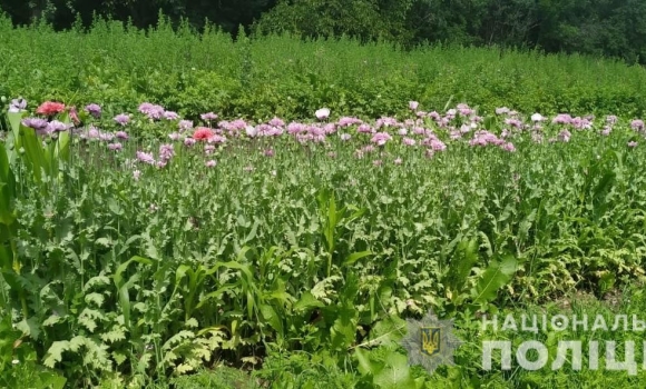 На Вінниччині поліцейські виявили макові плантації