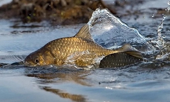 Вінницького рибалку-браконьєра оштрафували на 7 тис. грн