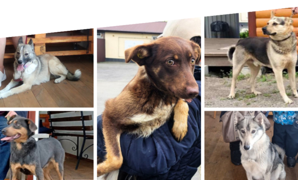 74 собак з Вінницького муніципального притулку знайшли протягом року новий дім