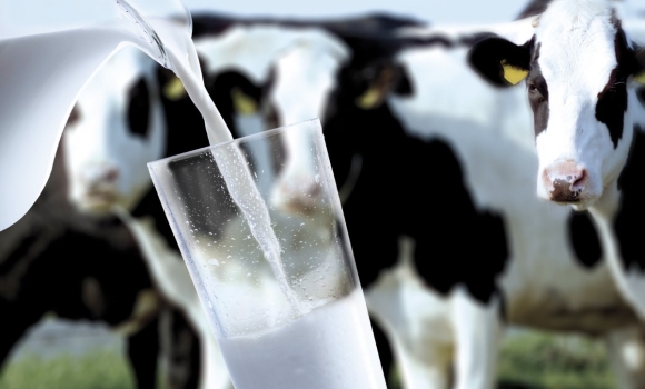 В Україні зменшилось виробництво молока, Вінниччина - на другому місці
