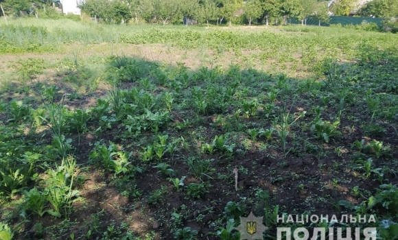 На Вінниччині за вирощування маку жінці загрожує до 3 років позбавлення волі