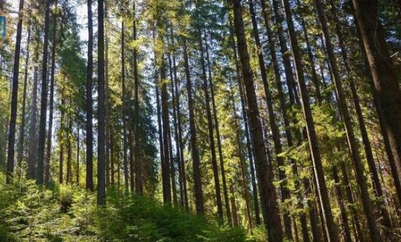 У Вінницькій області встановили заборону на відвідування лісів