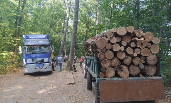 В Іллінецькому районі незаконно вирубували ліс