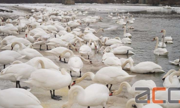 На річці Прут гинуть лебеді - вінницькі експерти кажуть, що їх вбиває… хліб