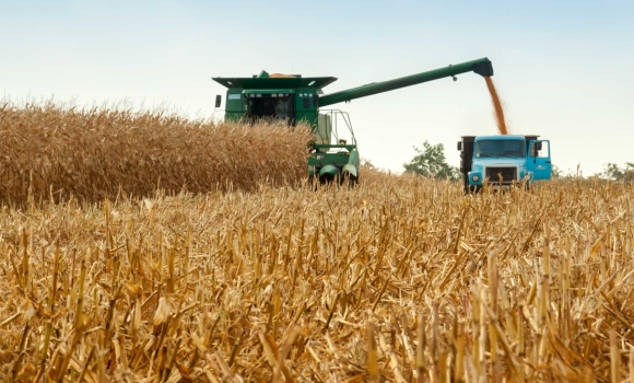 Аграрії Вінниччини дозбирують сім тисяч гектарів кукурудзи