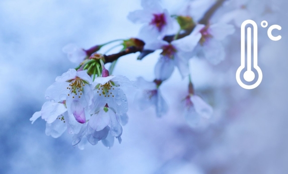 Арктичний привіт у квітні на Вінниччину сунуть люті нічні заморозки та мокрий сніг