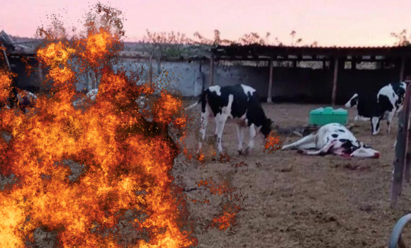 Армія рф обстріляла фермерське господарство на Херсонщині загинули десятки корів