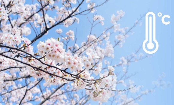 Бережіть сади та городи синоптики попередили про триденні морози у Вінниці та області