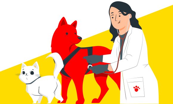 Безкоштовна вакцинація та адопція: як допомагають тваринкам у вінницькому притулку