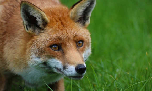 Боротьба зі сказом - на Вінниччині відстрілюють червоних лисиць