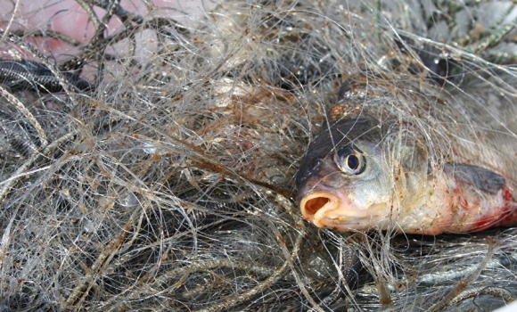 За минулий тиждень рибоохоронний патруль Вінниччини виявив 33 порушення