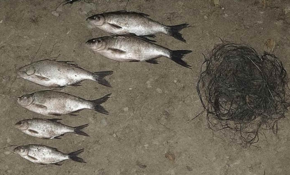 Браконьєр виловив на Вінниччині червонокнижного вирезуба збитки — понад 120 тис. грн Браконьєр виловив на Вінниччині червонокнижного вирезуба збитки — понад 120 тис. грн