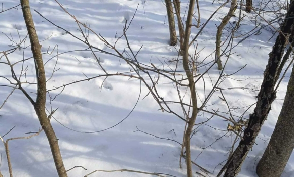 Браконьєрські пастки для тварин виявили на території національного парку на Вінниччині