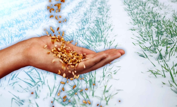 Будем з урожаєм озимі культури на Вінниччині у доброму та задовільному стані