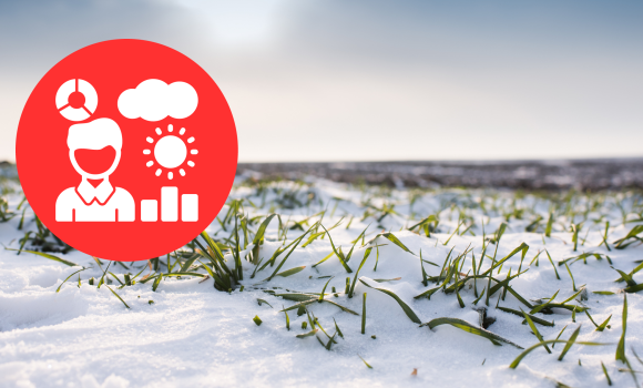 Чи вимерзла озима пшениця та ріпак на полях Вінниччини - пояснили метеорологи