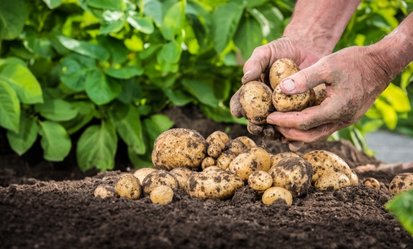 Чому дорожчає картопля ціна зросла на чверть