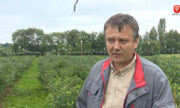 Чому ягідний бізнес стає пріоритетом українських фермерів