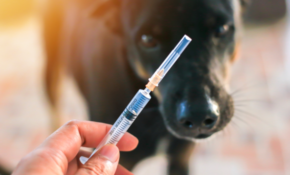 Де і коли у Вінниці безкоштовно вакцинують домашніх тварин від сказу